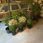 1985 Beige Mercury Marquis thumbnail