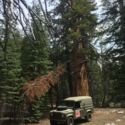1991 Army/NATO Green Land Rover Defender thumbnail